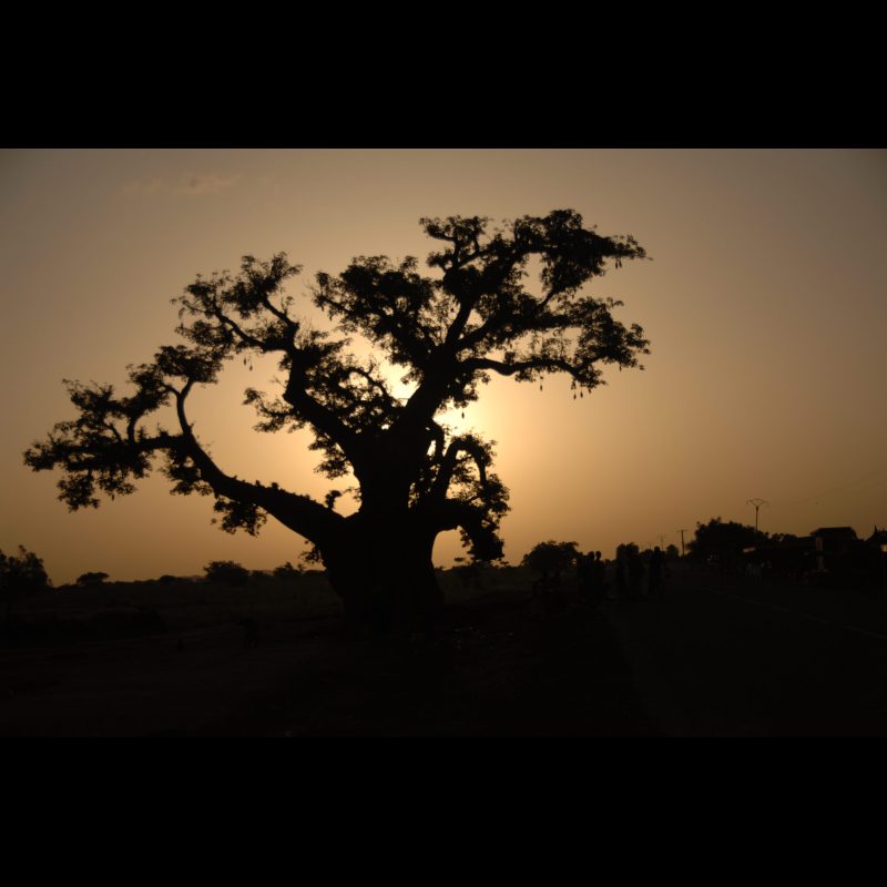 TENEKODOGO, Burkina Faso — A baobab tree stands silhouetted against the vibrant sunset colors in Tenekodogo, Burkina Faso. Known as the “Tree of Life,” the baobab is iconic across West Africa for its size, longevity, and cultural significance.