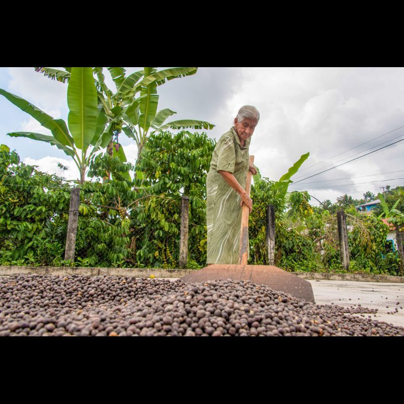 SALVADOR URBINA, Mexico — A woman in her 90s spreads Arabica coffee beans on a concrete patio to dry in Salvador Urbina, Chiapas, Mexico. The traditional drying method is a key step in coffee production in this mountainous region.