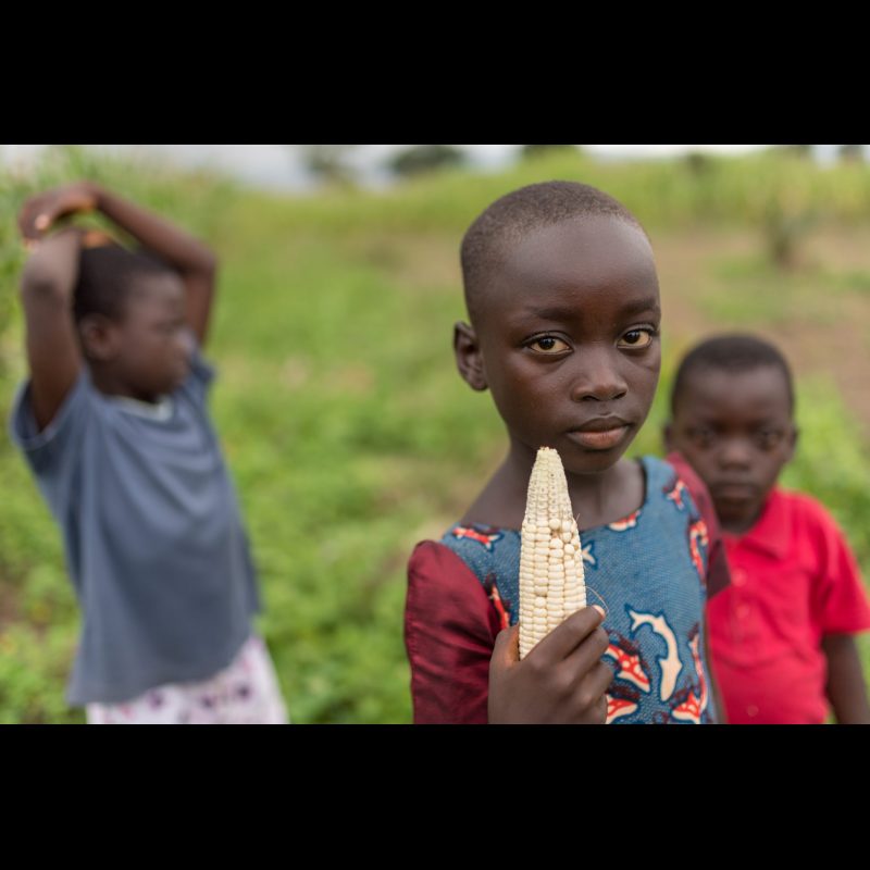 Children of the local pastor in his corn field in Togo, West Africa