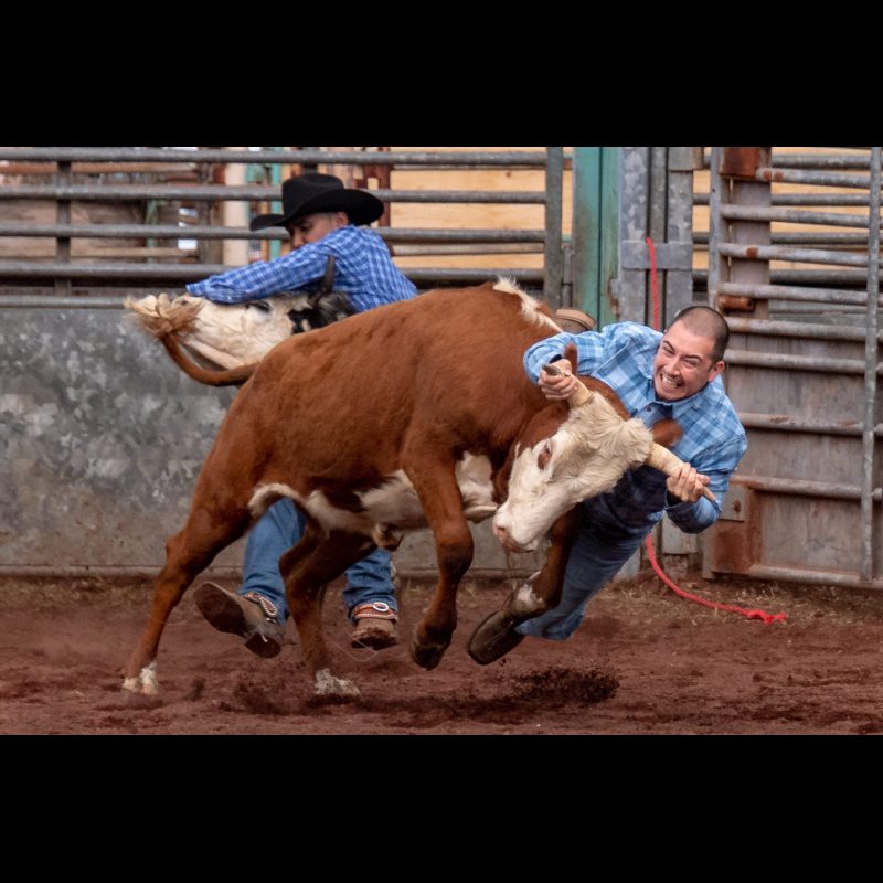 Cowboys compete in the steer wrestling at the 27th Annual Pana'Ewa Stampede Rodeo put on by the Hawaii Horse Owners in Hilo, Hawaii on February 18, 2019.