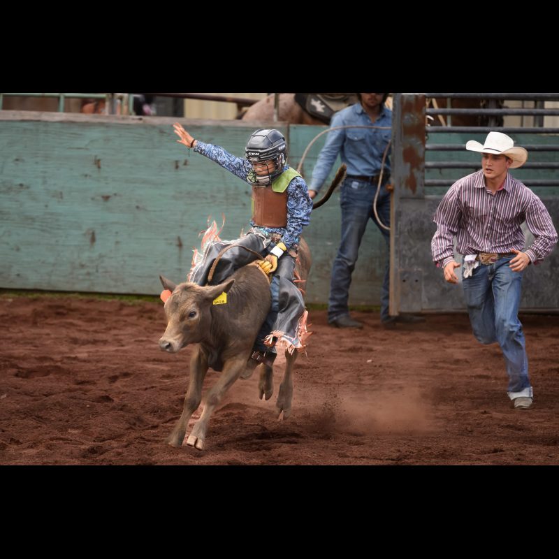 Young Boy rides a calf like the big cowboys do when riding a grown bull. The cowboy off to the right follows close behind him to rescue him if necessary during the Panaewa Stampede Rodeo at Equestrian Center Complex, Stainback Highway, Hilo, Hawaii.