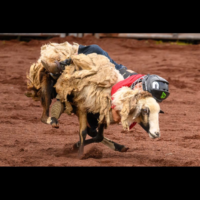 HILO, Hawaii — A young boy grips tightly to a sheep during the mutton busting event at the Panaewa Stampede Rodeo, held at the Equestrian Center Complex on Stainback Highway in Hilo. The crowd-favorite event gives keiki (children) a taste of rodeo action in Hawaii’s Big Island tradition.