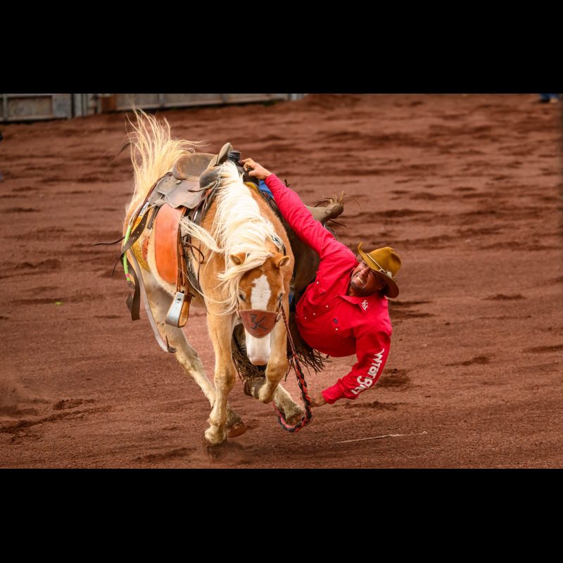 Cowboy is trying his best to pull himself back onto the horse during the bucking competition of the Panaewa Stampede Rodeo at Equestrian Center Complex, Stainback Highway, Hilo, Hawaii.